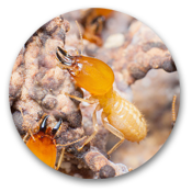 Termites