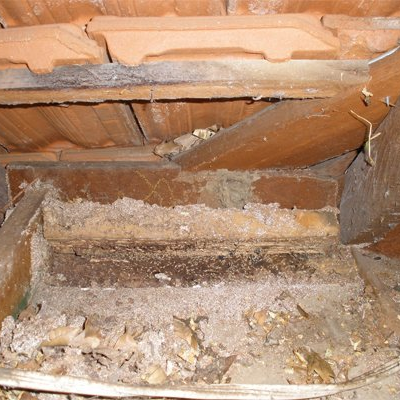 termite damage