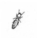 termite worker