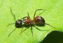 Carpenter Ants — Pest Control & Extermination in Glenside, PA