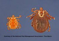 American Dog Ticks — Pest Control & Extermination in Glenside, PA