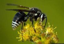 Bald-Faced Hornets — Pest Control & Extermination in Glenside, PA