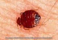 Bed Bugs — Pest Control & Extermination in Glenside, PA