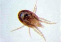 Bird Mites — Pest Control & Extermination in Glenside, PA