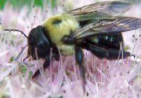 Carpenter Bees — Pest Control & Extermination in Glenside, PA