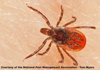 Deer Ticks — Pest Control & Extermination in Glenside, PA