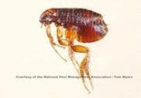 Fleas — Pest Control & Extermination in Glenside, PA