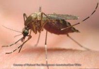 Mosquitoes — Pest Control & Extermination in Glenside, PA