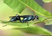 Mud Daubers — Pest Control & Extermination in Glenside, PA