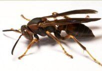 Paper Wasps — Pest Control & Extermination in Glenside, PA