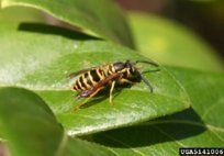 Yellow Jackets — Pest Control & Extermination in Glenside, PA