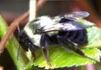 Bumble Bees — Pest Control & Extermination in Glenside, PA
