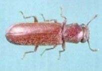 Powderpost Beetles — Pest Control & Extermination in Glenside, PA