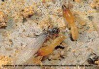 Termites — Pest Control & Extermination in Glenside, PA