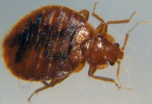 Bed Bugs — Small Bed Bug in Glenside, PA Bed Bugs — Small Bed Bug in Glenside, PA