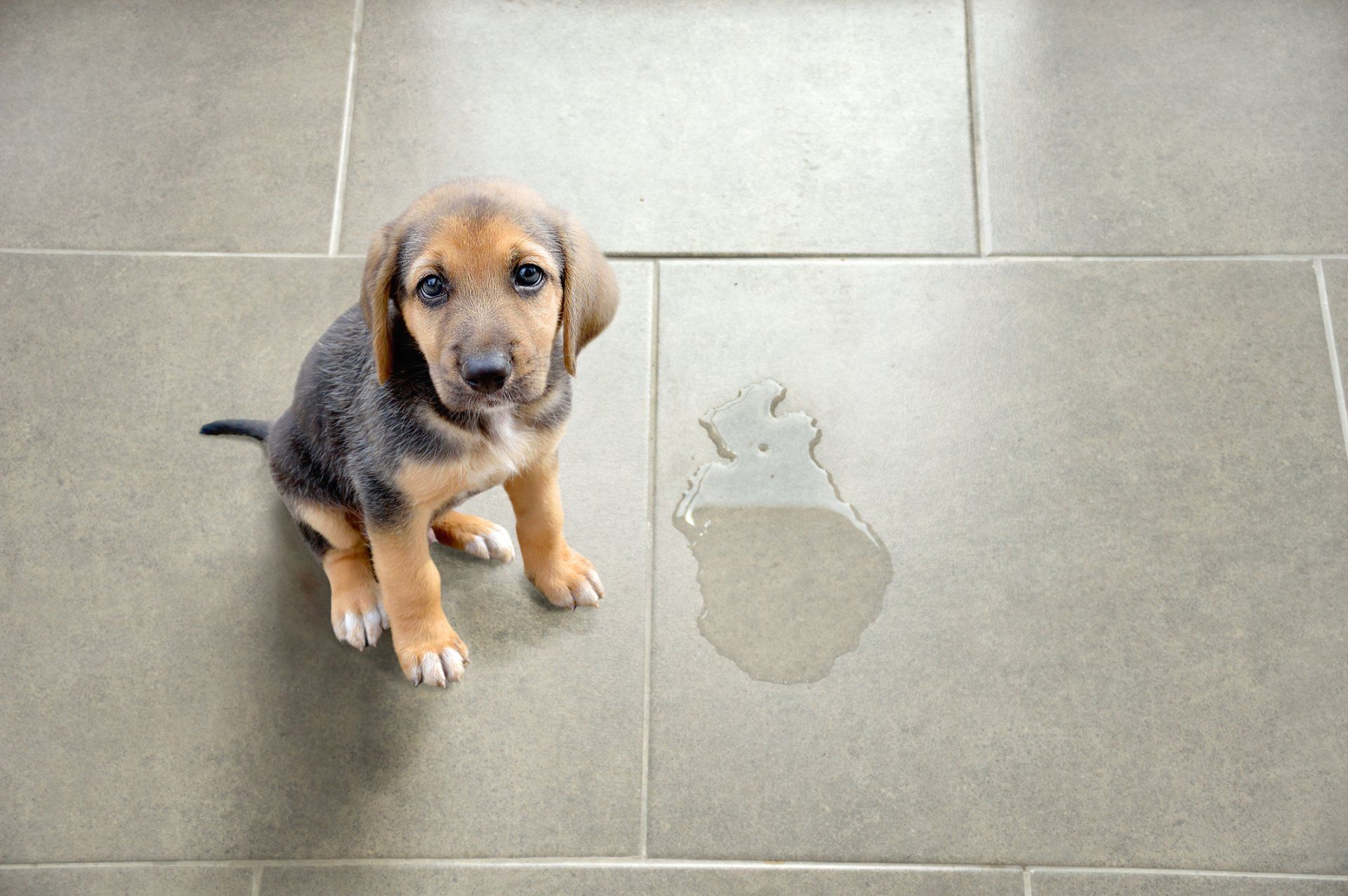 Tile and Grout Cleaning — Naples, FL — Superior Steam Tile and Grout Cleaning — Naples, FL — Superior Steam