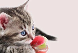 cat in the cattery