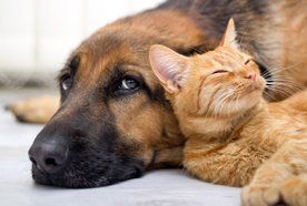 dog and cat playing
