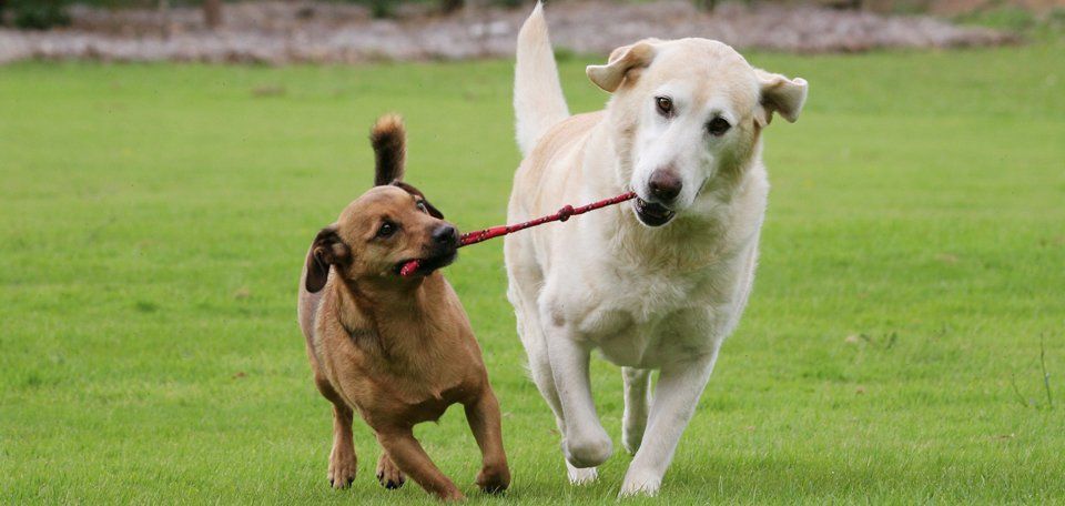 Dogs playing