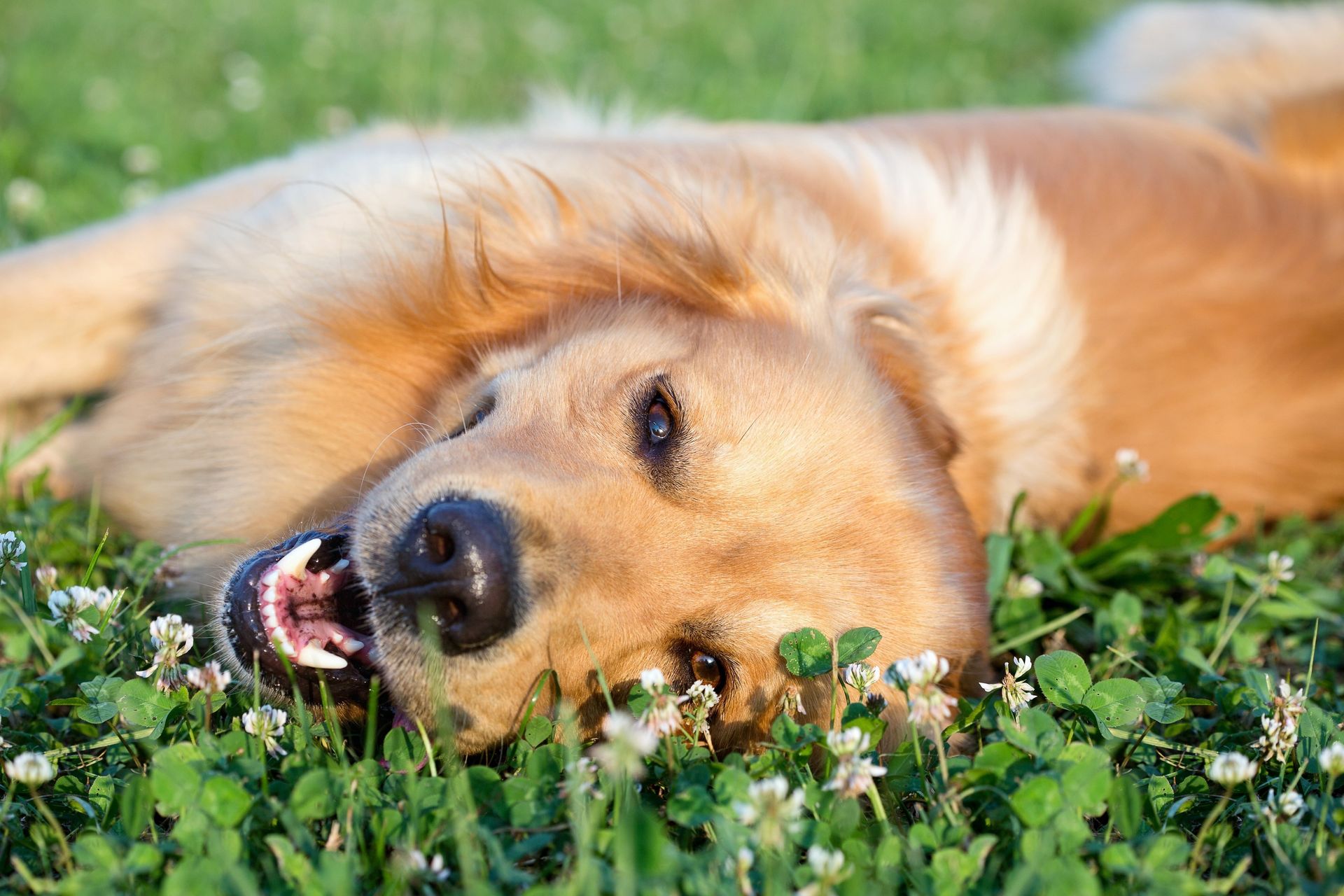 Dog playing in the field