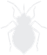 Termite