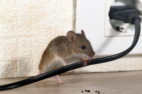 topo in casa che morde cavo elettrico