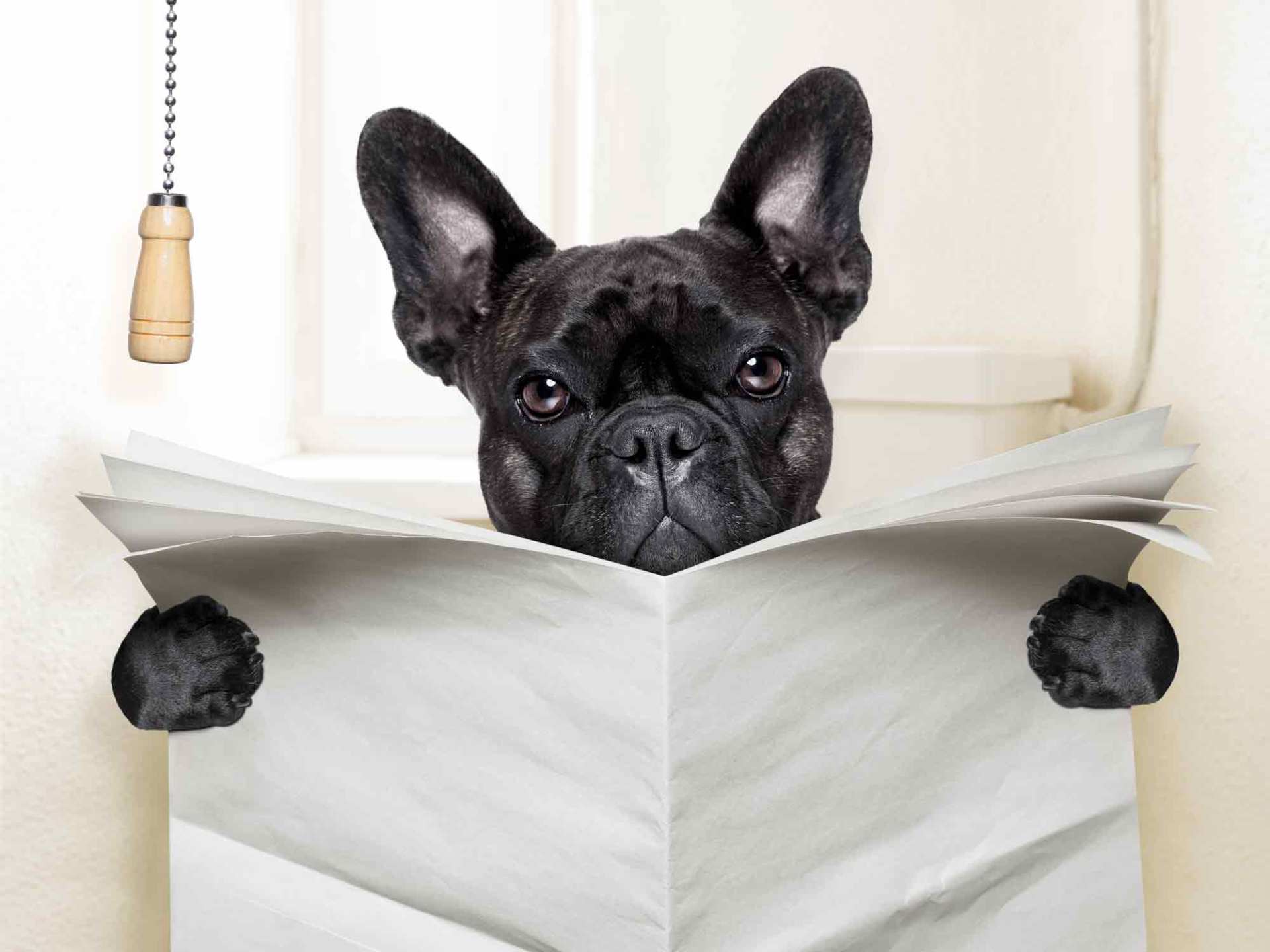 Dog with a Paper — Pet Waste Removal Services in Algonac, MI