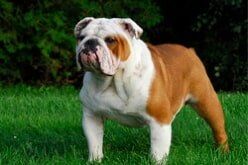 White and Brown Colored Pit bull — Pet Waste Removal Services in Algonac, MI
