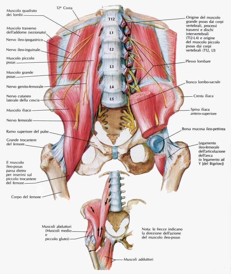 colonna vertebrale