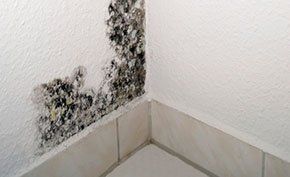 a corner of a wall with black mold growing on it .