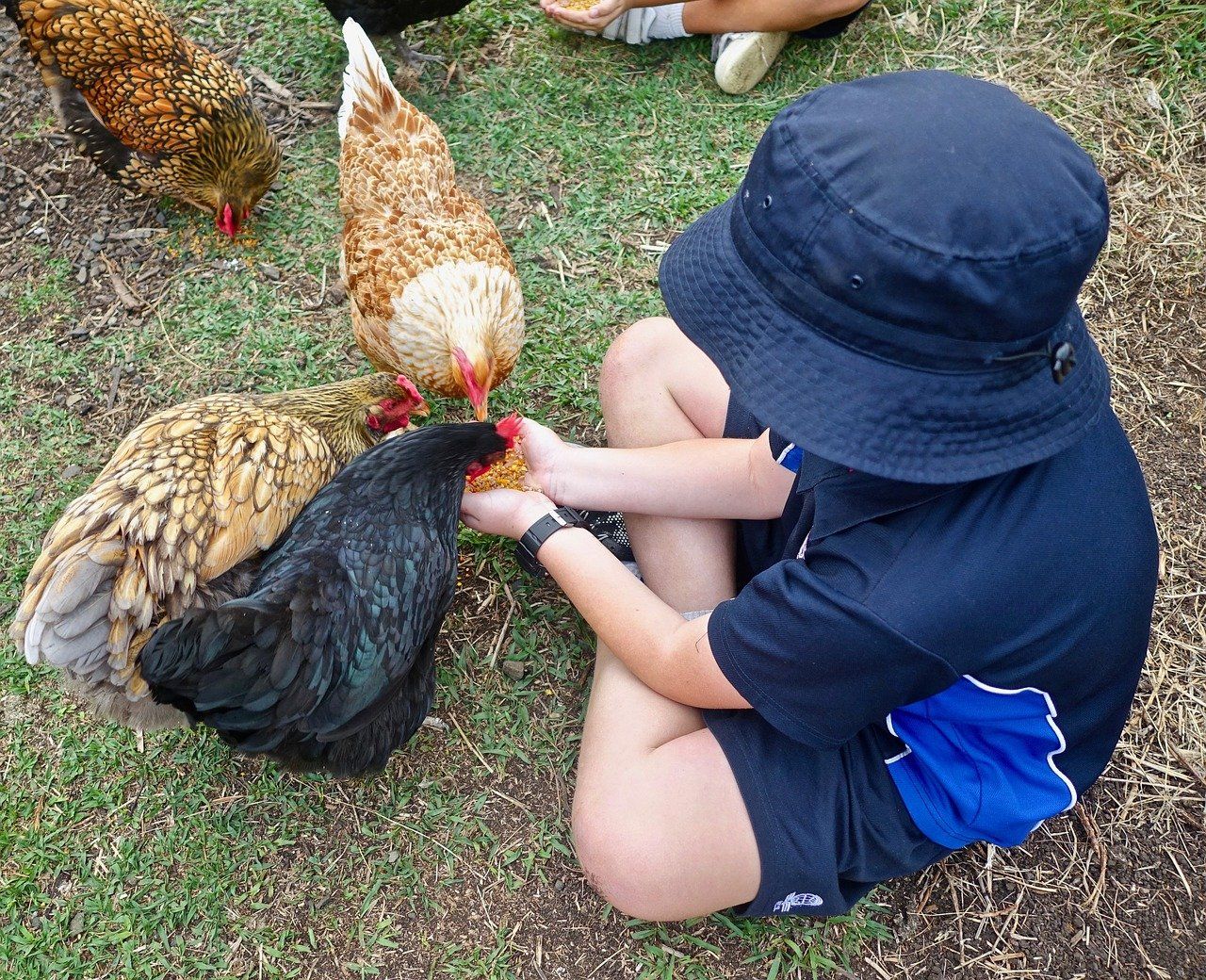 Ein Junge mit Hut füttert Hühner im Gras