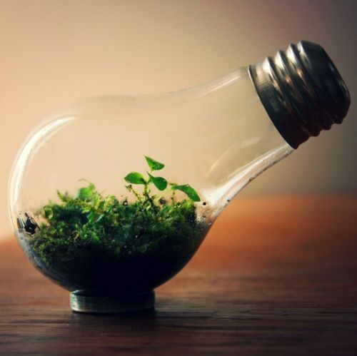 A small terrarium with green plants inside a repurposed lightbulb, sitting on a wooden surface.