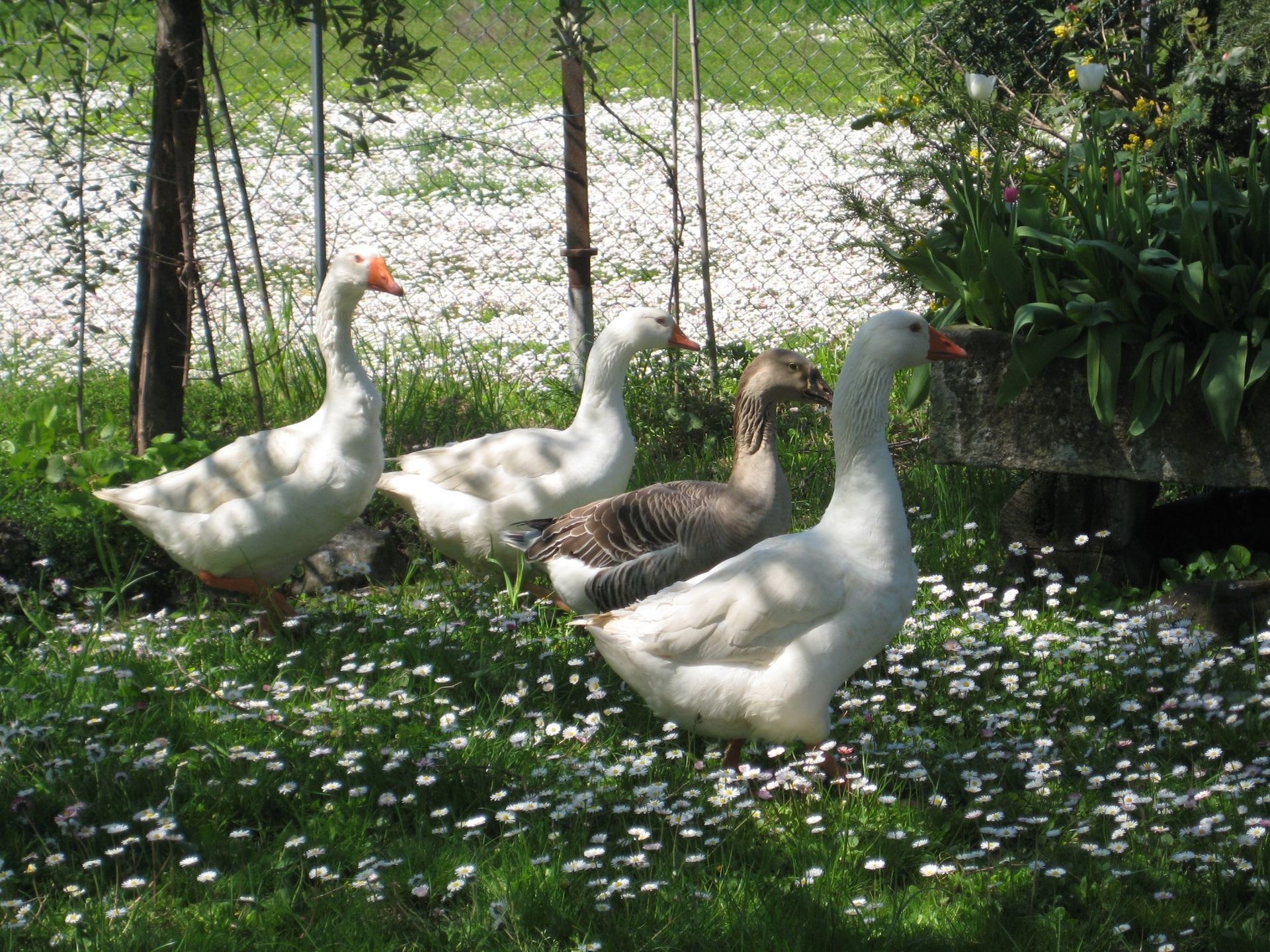 oche nel giardino