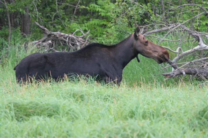 Moose