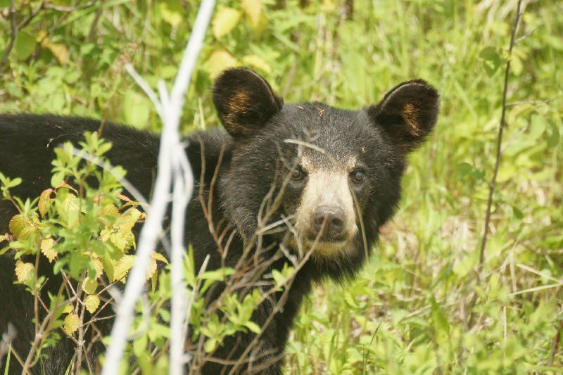 Bear cub on the waters of Oak Lake.