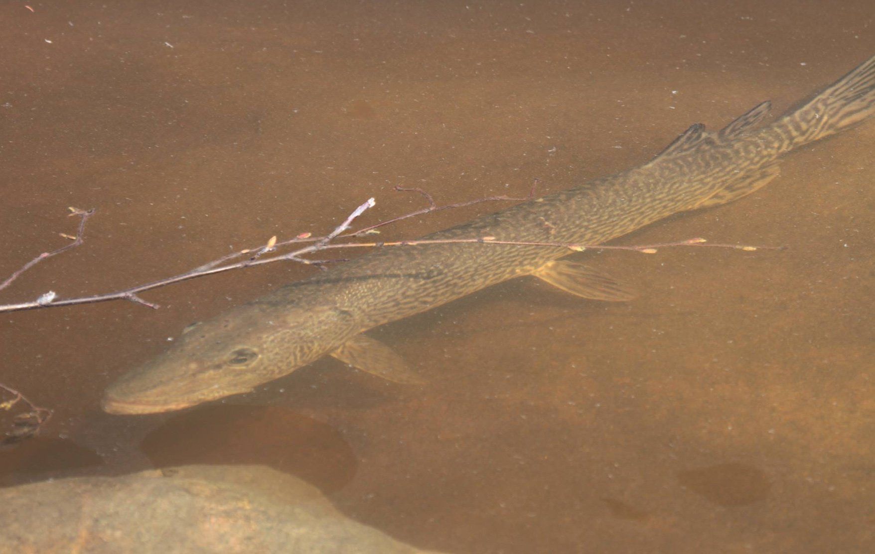 Fish in the shallows of the lake.