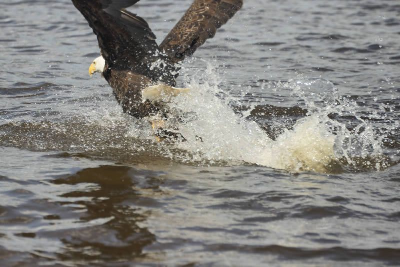 Eagle scoops walleye from lake.