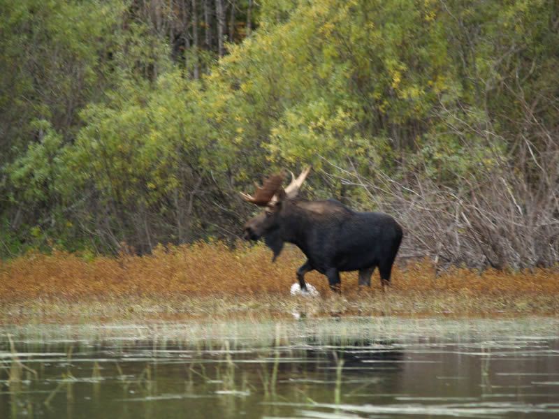 Moose