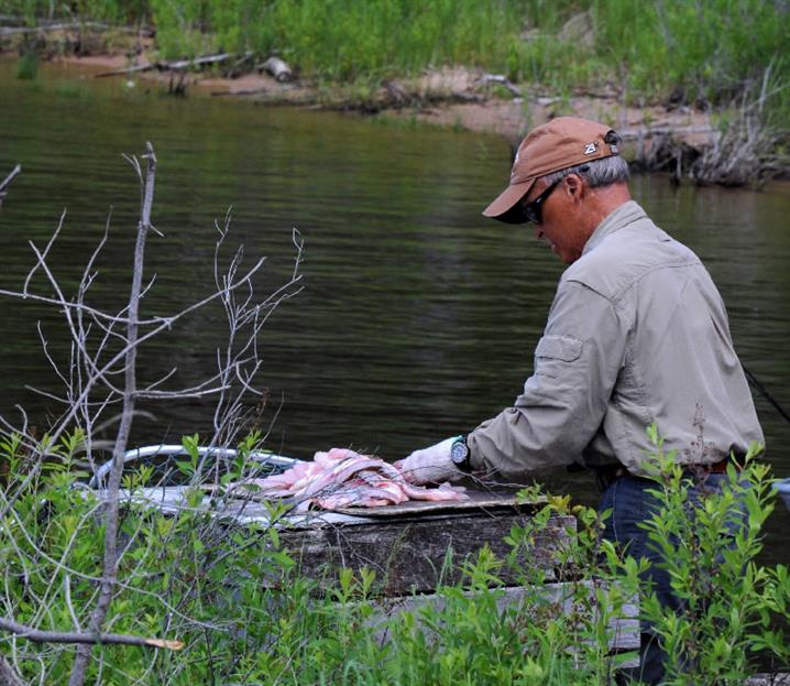 A fly-in fishing guide filleting walleye fish for the fish fry.