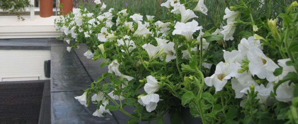 Garden projects completed in West London