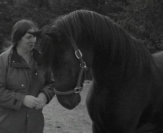 Horse- Veterinary Services in Candia, NH