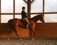 Horse- Veterinary Services in Candia, NH