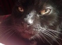 Cat - Veterinary Services in Candia, NH