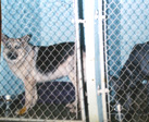 Dog in Kennel - Family Owned Dog Boarding Facility in Frederick MD Dog in Kennel - Family Owned Dog Boarding Facility in Frederick MD