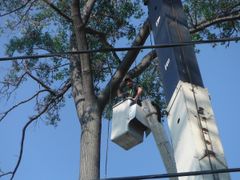 man in bucket cutting tree