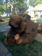 tree stump