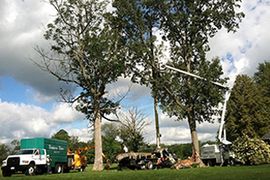 tree service crew cutting down tree