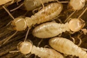 Several carpenter termites on wood
