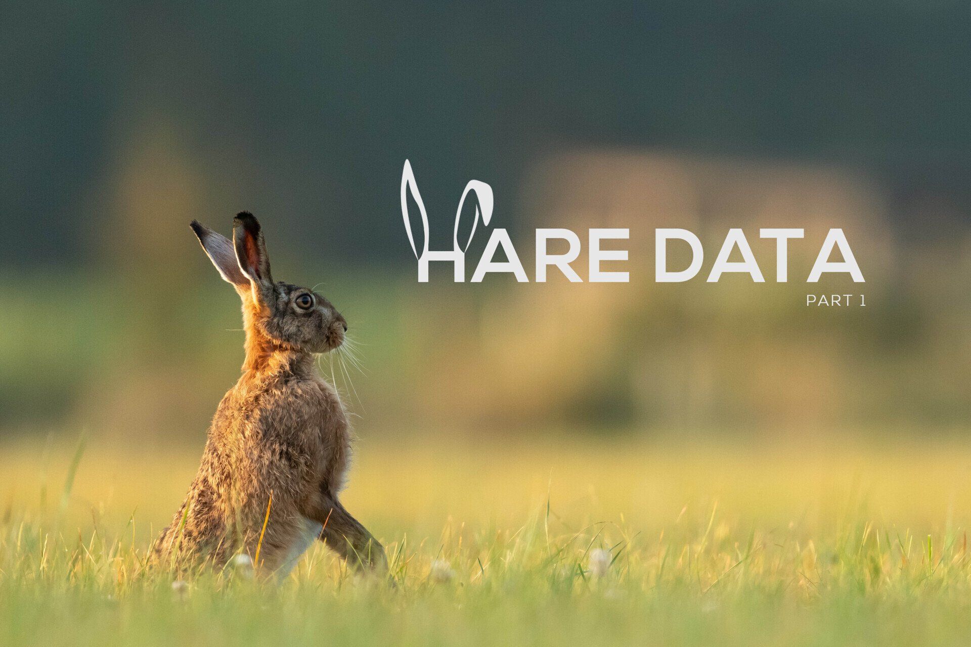 facts about hares
