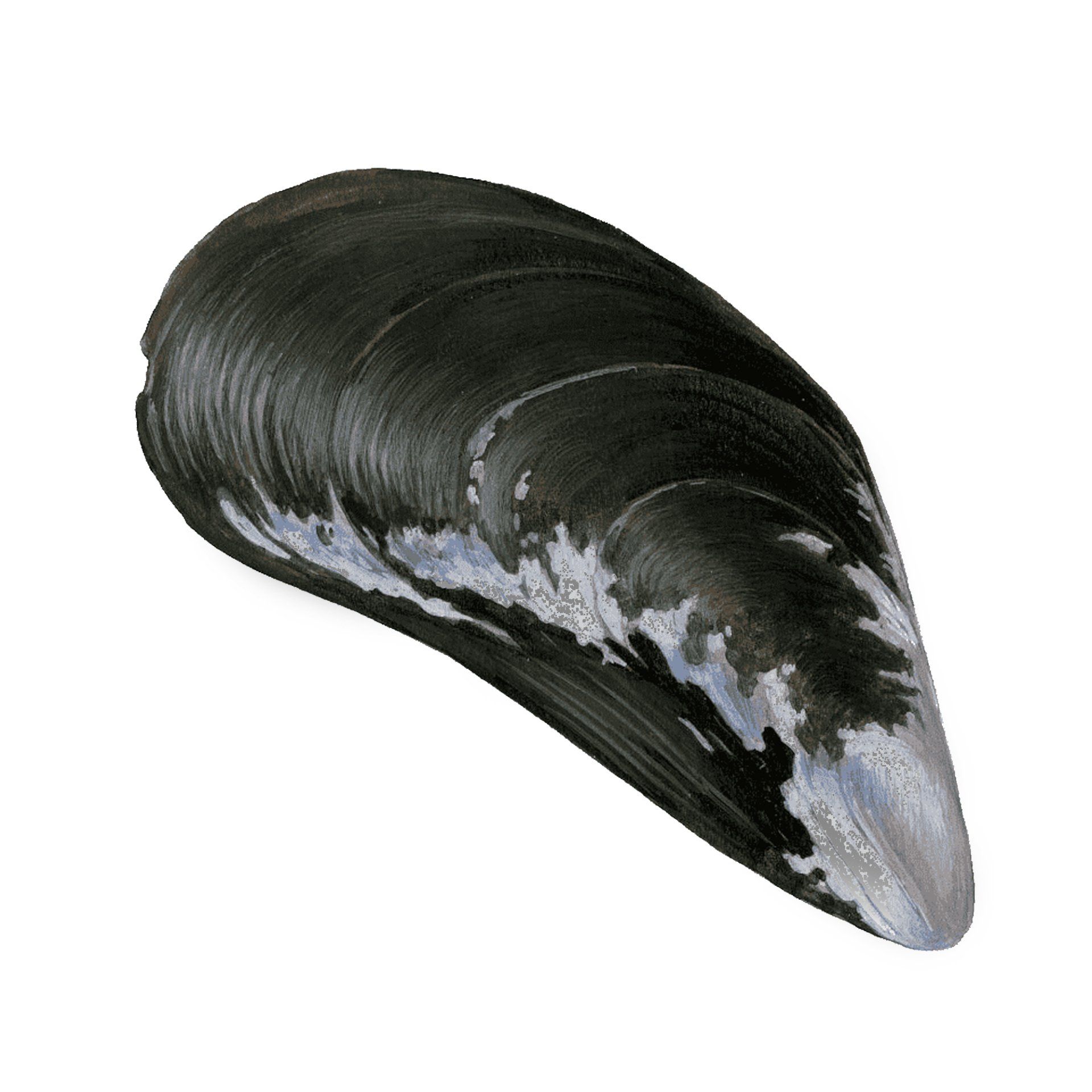 A close up of a black mussel shell on a white background
